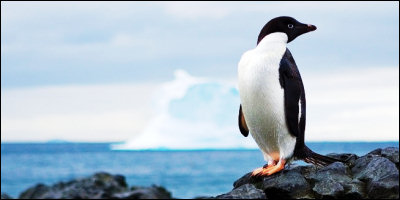 This too is not a rabbit. This too is not a rabbit.